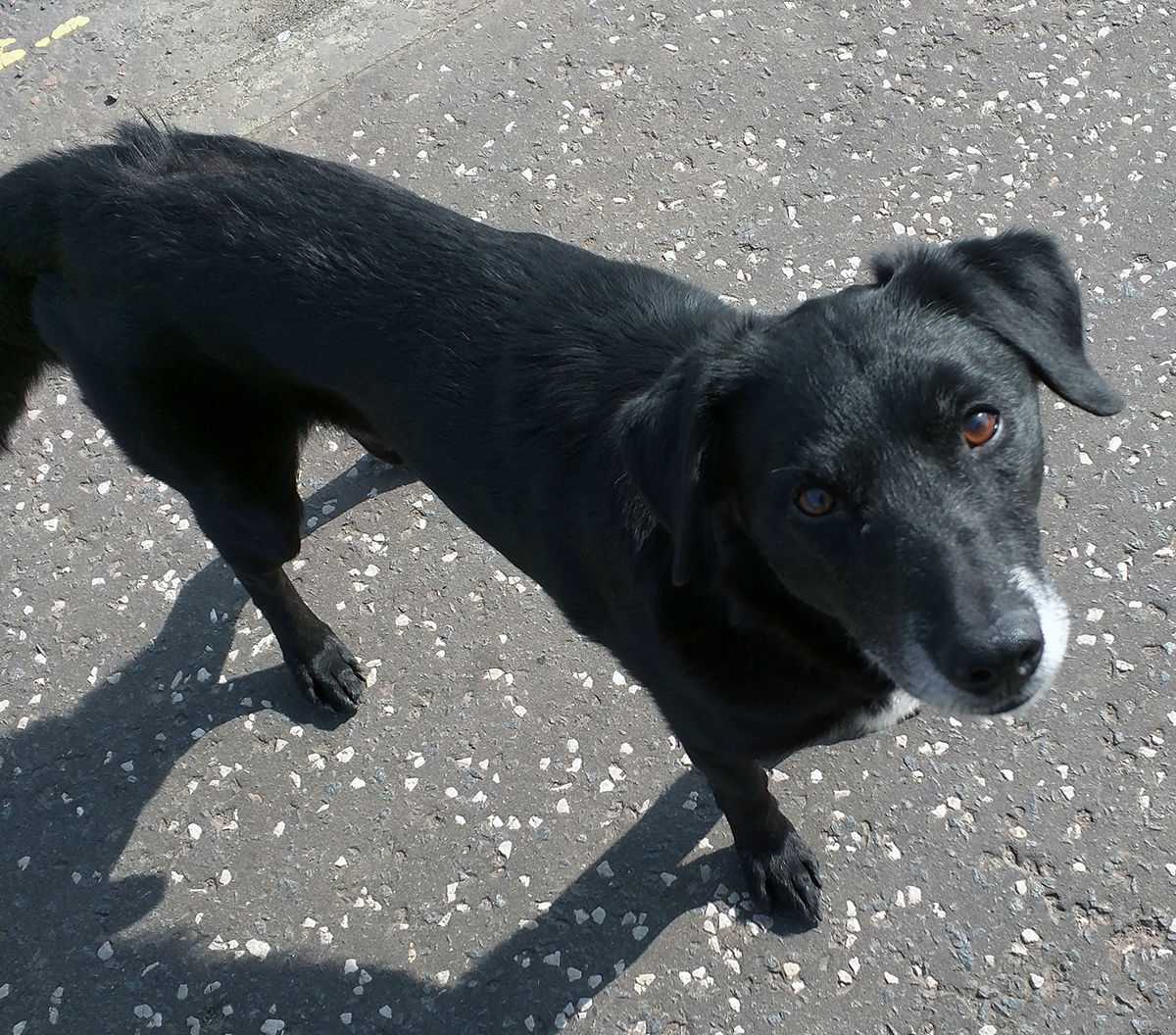 Chico