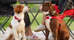 Vodafone Pet Tracker