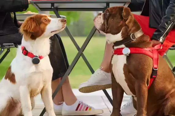 Vodafone Pet Tracker