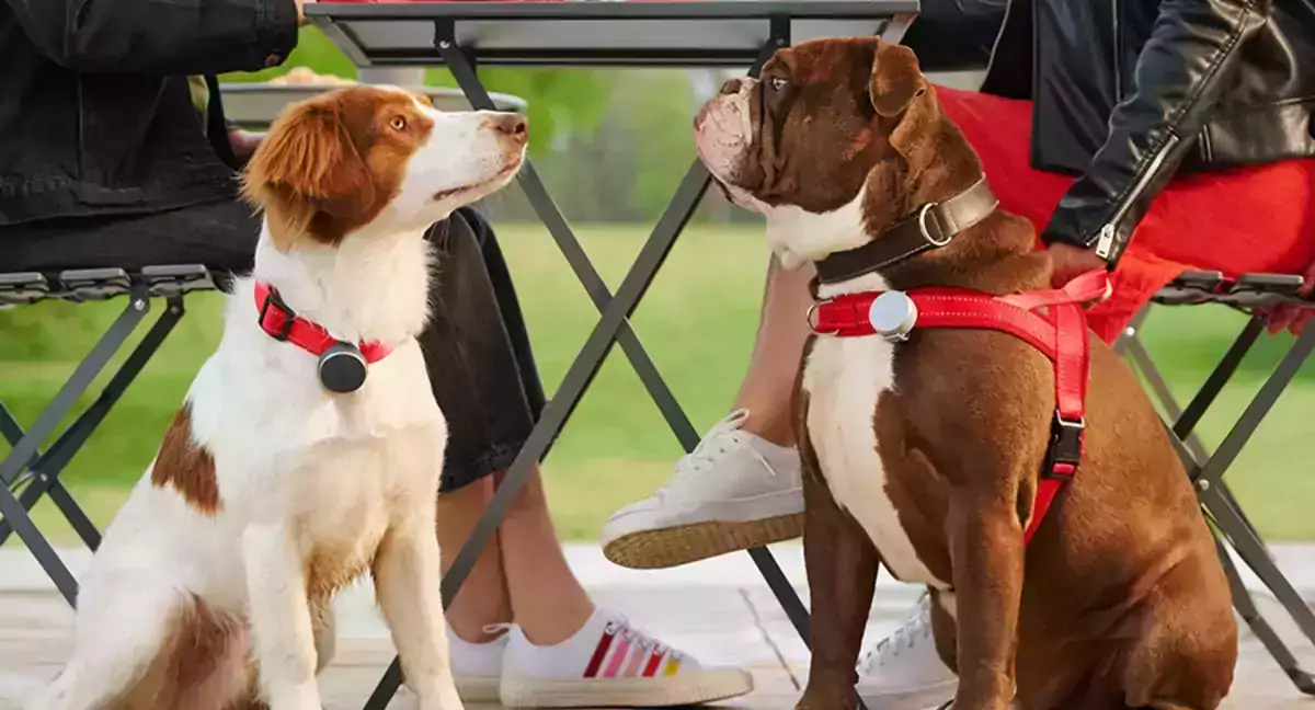 Vodafone Pet Tracker
