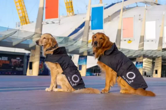 O2 Retrievers Hugo and Huxley