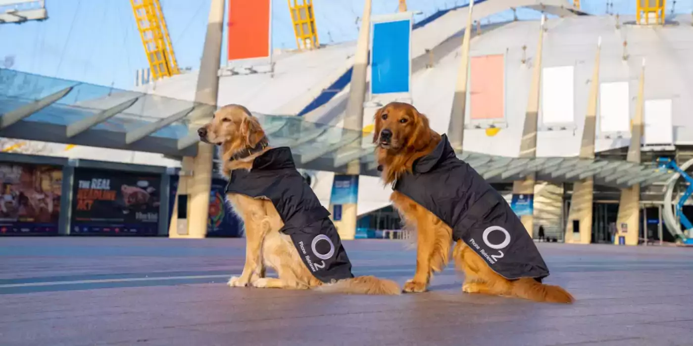 O2 Retrievers Hugo and Huxley