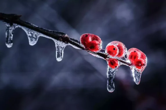 Macro Photography